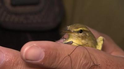 A bird being rescued from netting