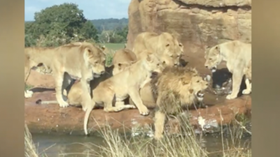 Lionesses attack lion