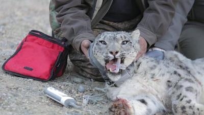 Snow leopard being examined by wildlife team