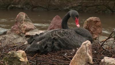 Black swans