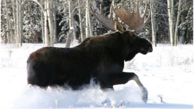 A Moose in the winter