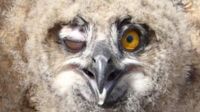 Eagle owl chick