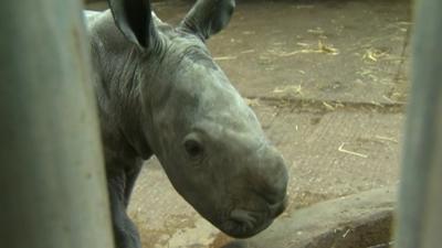 A baby white rhino born in Merseyside