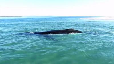 The stranded whale, viewed from a nearby boat