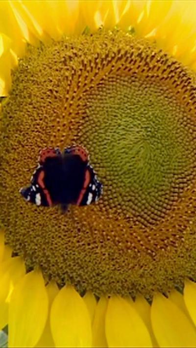 A black and orange butterfly on a sunflower