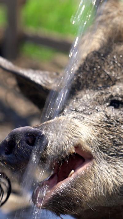 Hot pig