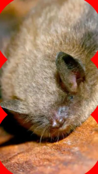 An image of a bat on a surface 