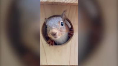 Baby red squirrel raised by Cumbrian family released back into wild