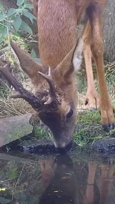 A deer drinks from a pond