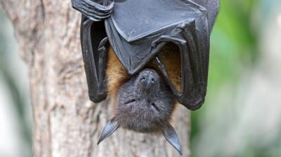 Image of fruit bat sleeping upside down in tree