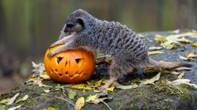 A meerkat playing with a carved pumpkin