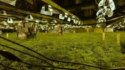 Cannabis farm