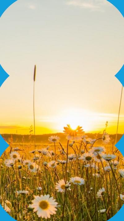 Sun sets over field of daisies with trees in background. Part of a tree closer up to the left side of frame.