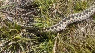 An adder in the grass