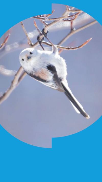 White 'snow fairy bird' hangs from a branch