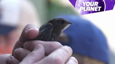A bird in a hand