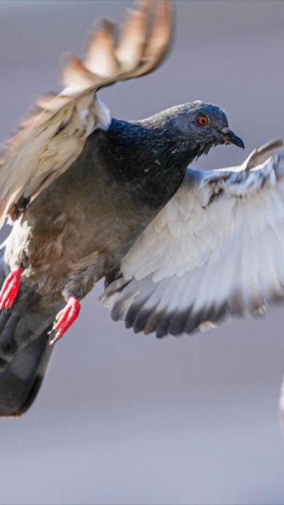 A pigeon in flight