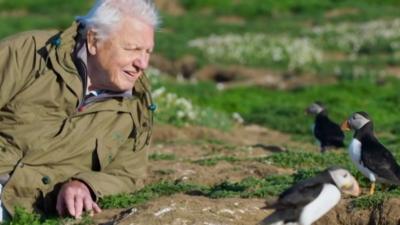 Sir David Attenborough and puffins