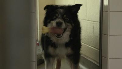 Dog with toy bone