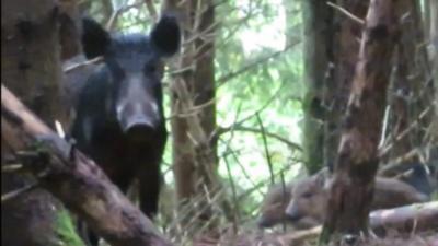 Feral pig