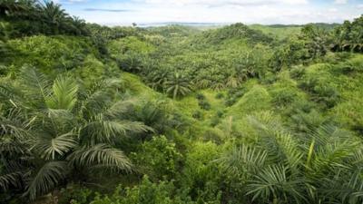 Palm tree plantation