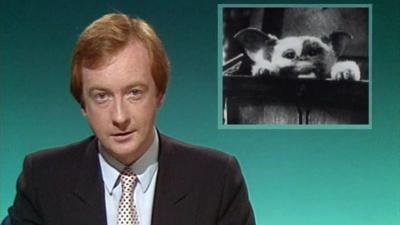 News presenter sits in front of a green background. A photo of a gremlin is on the right