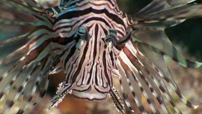 A lionfish