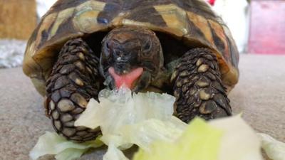 Pippa the tortoise