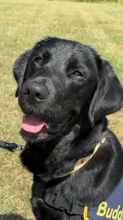 A shiny black dog looks at the camera with its pink tongue poking out. Behind it is a green grass field, and it wears a navy vest that says 'Buddy'.