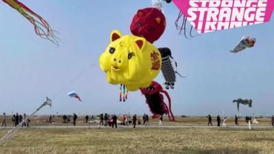 A pig kite