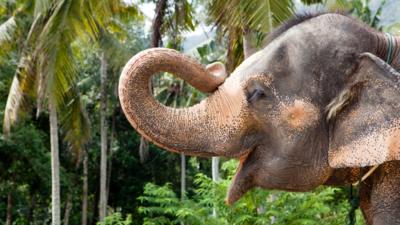 Profile image of an elephant 