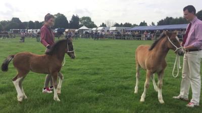 Welsh Cobs steal the show