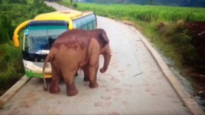 An elephant attacked a bus in southwest China while its driver was inside.