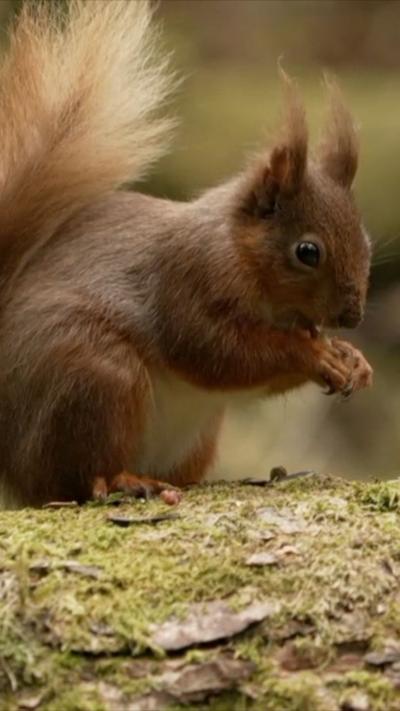 Red squirrel