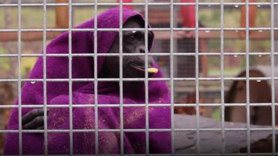 A monkey shelters from the rain with a blanket at the Wales Ape and Monkey Sanctuary in Swansea Valley