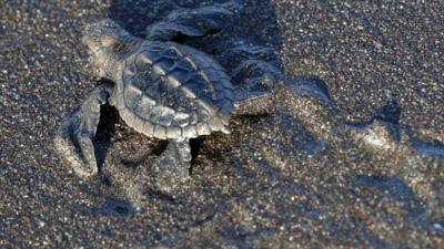 Baby turtle