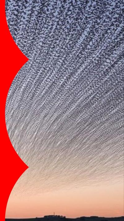 Thousands of small birds silhouetted against a dark blue and orange sky