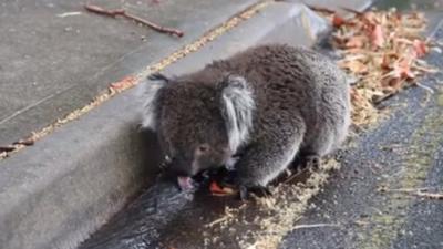 A koala drinks from a gutter in Adelaide