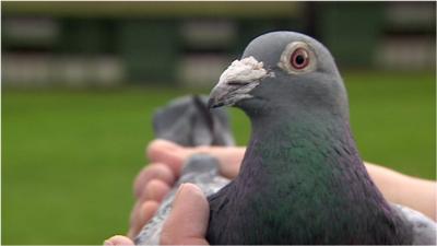 Meet the birds who are being used in an experiment to learn more about air pollution.