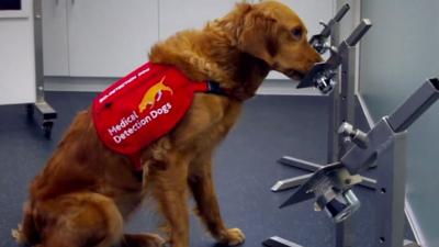 A dog sniffing out coronavirus