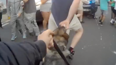 A police dog bites a man on the buttock.