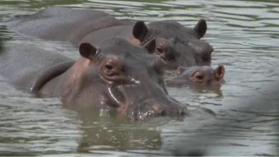 Escobar's hippos