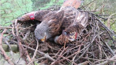 An attempt has been made to save the eggs of some poisoned birds of prey by trying to get other birds to adopt them.