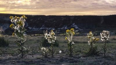 Arctic plants