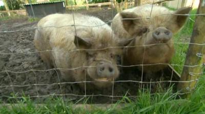 A sanctuary owner says she is now having to turn away some abandoned and neglected pigs.