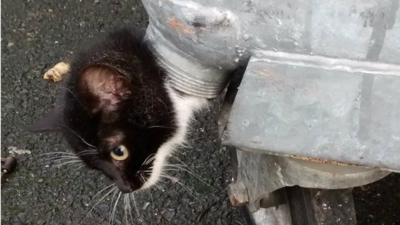 Dusty the kitten stuck in the bin