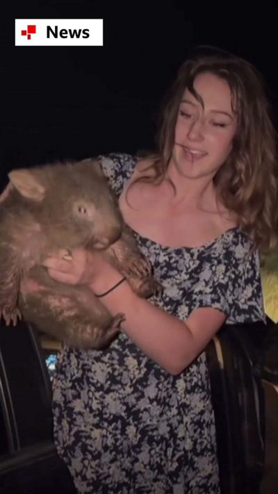 Influencer holds baby wombat up in front of the camera