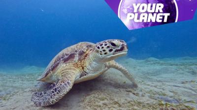 A sea turtle and the Your Planet logo