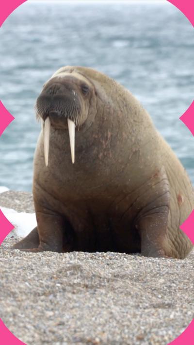 A walrus on a beach