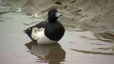 Wildfowl at Slimbridge